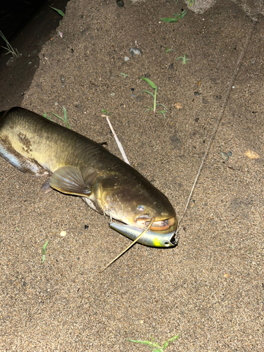 ナマズの釣果