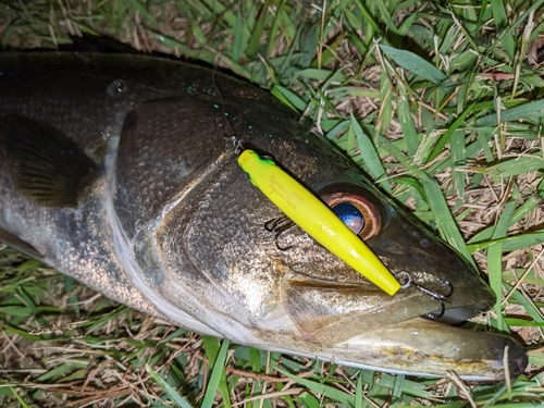 フッコ（マルスズキ）の釣果