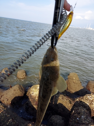 コチの釣果