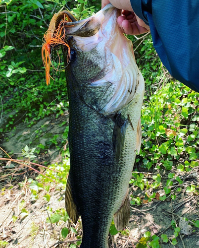 ブラックバスの釣果