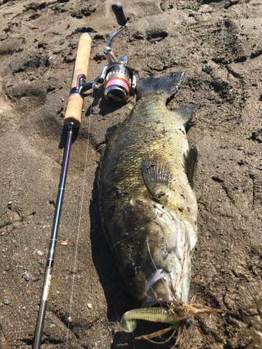 スモールマウスバスの釣果