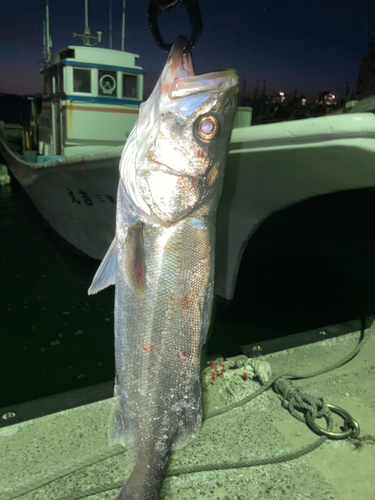 スズキの釣果