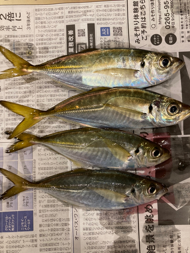 アジの釣果