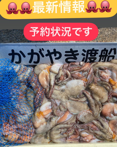 タコの釣果