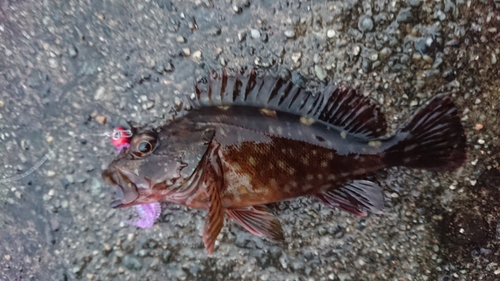 カサゴの釣果