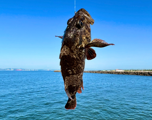 ムラソイの釣果