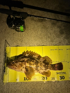 ベッコウゾイの釣果