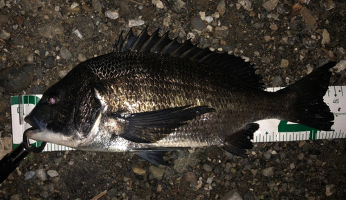 クロダイの釣果