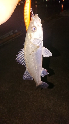 セイゴ（マルスズキ）の釣果