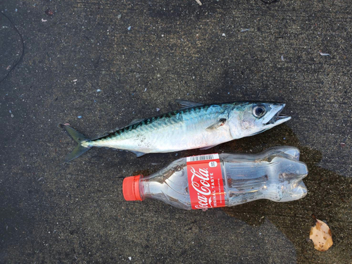 サバの釣果