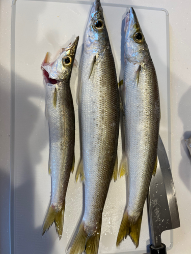 アカカマスの釣果