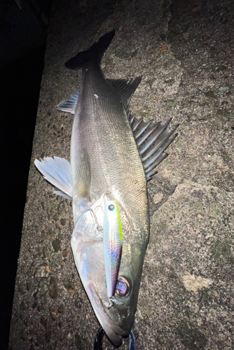 スズキの釣果