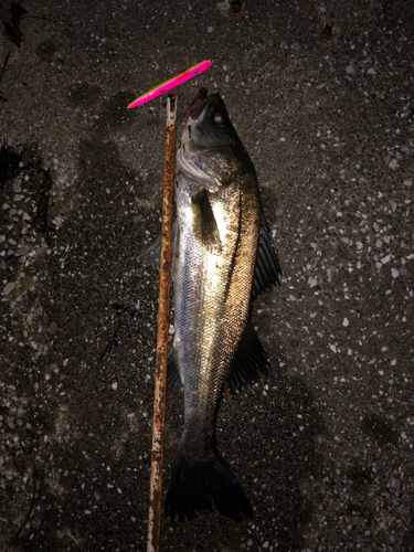 シーバスの釣果