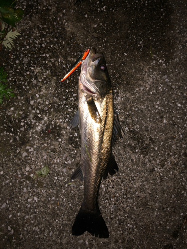 シーバスの釣果