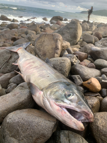 アキアジの釣果