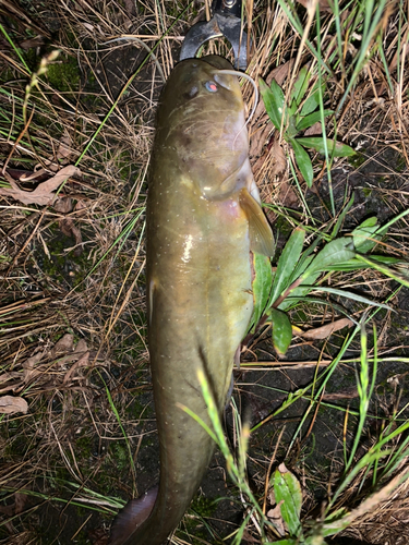 ナマズの釣果