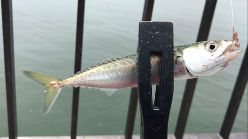 サバの釣果