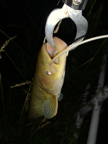 ナマズの釣果