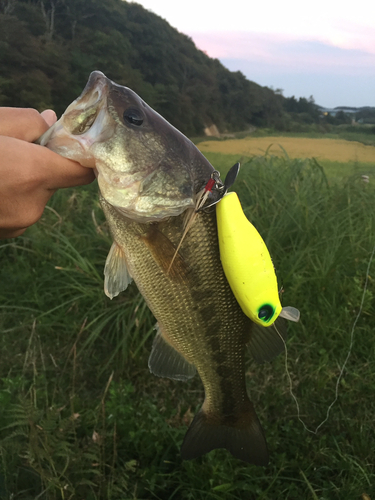 ラージマウスバスの釣果