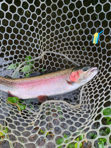 ニジマスの釣果