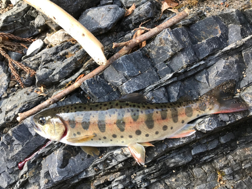 ヤマメの釣果