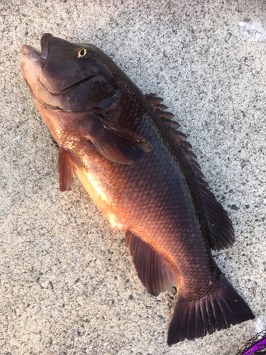 コブダイの釣果