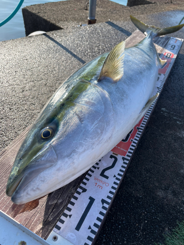 ブリの釣果