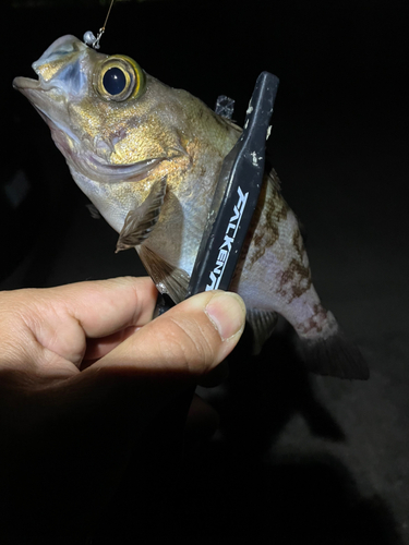 シロメバルの釣果