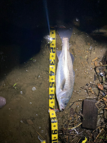 スズキの釣果