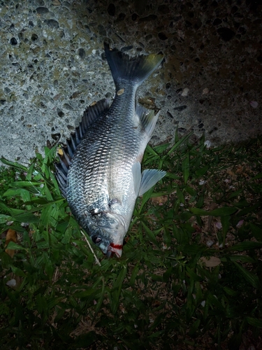 キビレの釣果