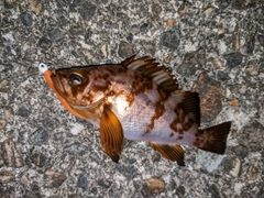 メバルの釣果