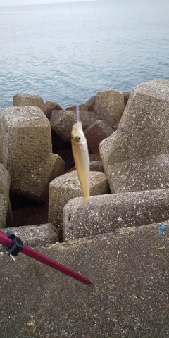 シロギスの釣果