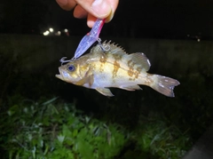 シロメバルの釣果