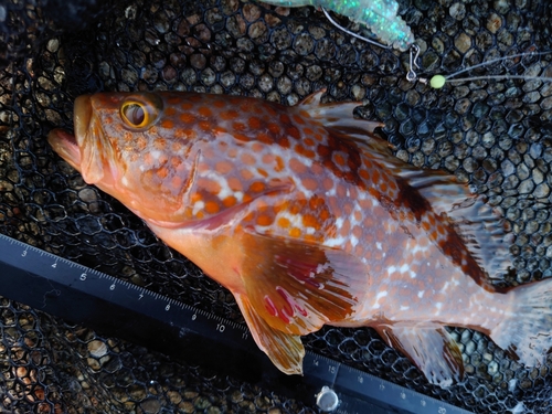 キジハタの釣果