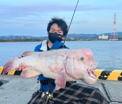 カンダイの釣果