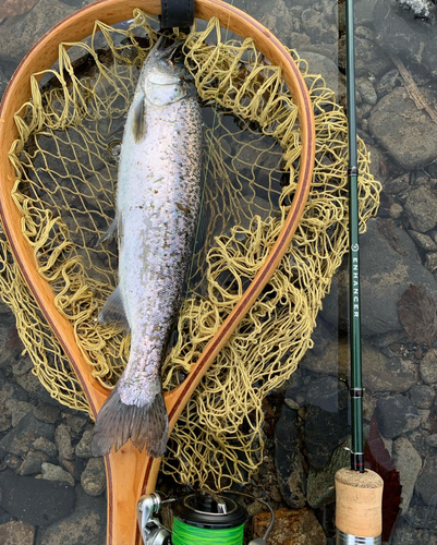 ニジマスの釣果