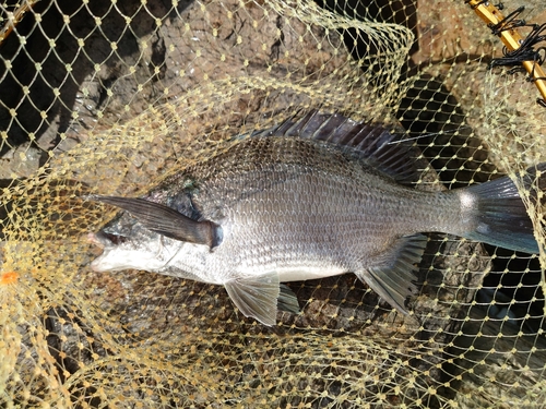 メイタの釣果