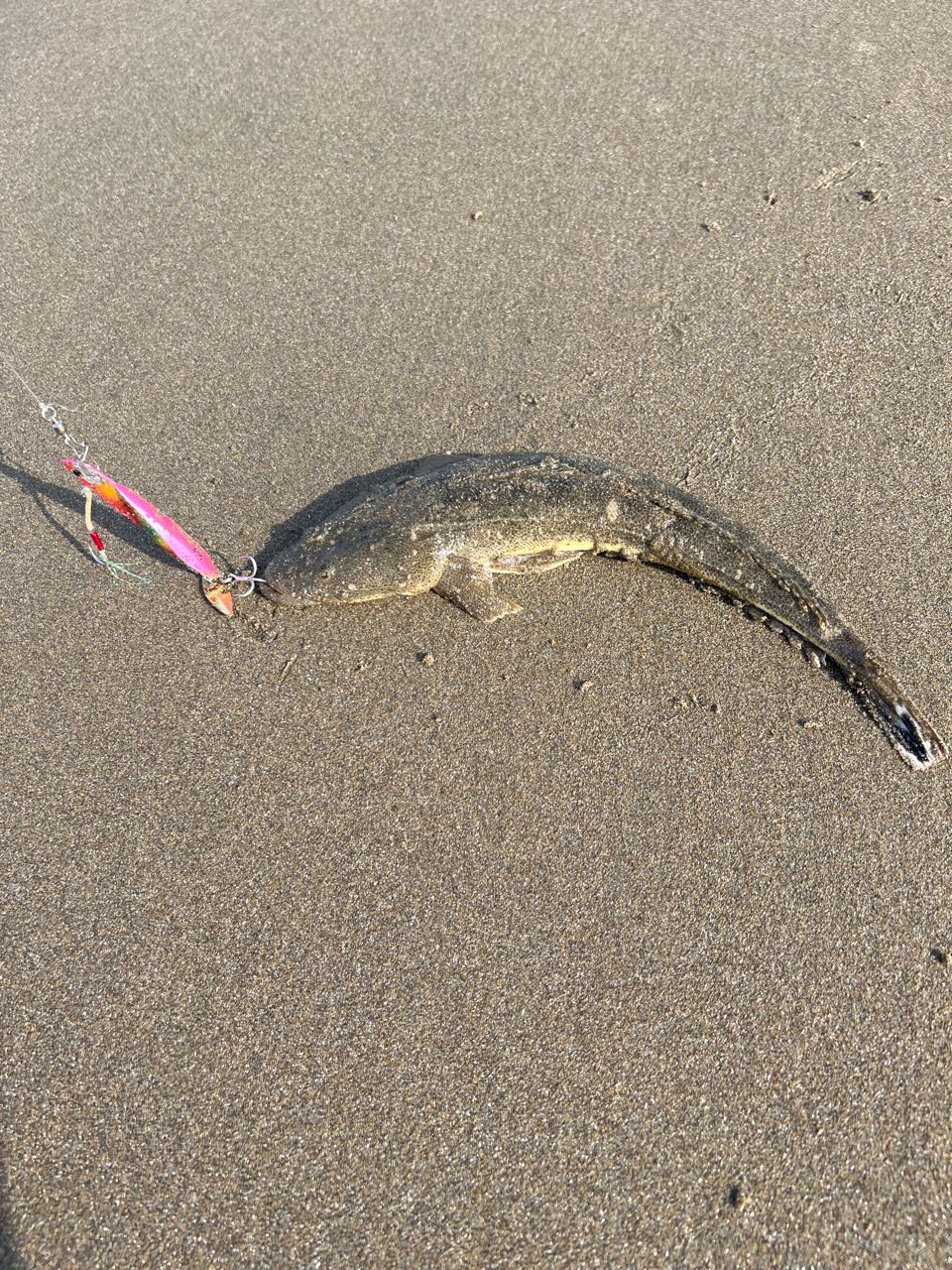 マゴチ