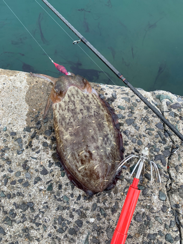 コウイカの釣果