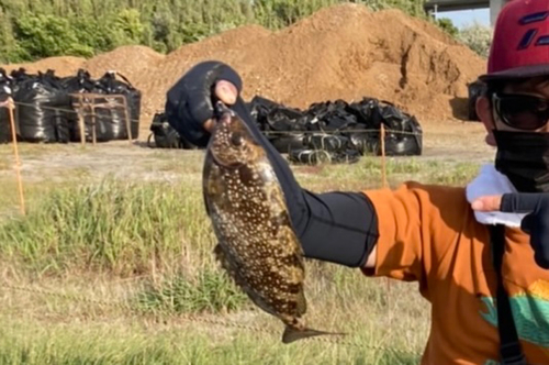 アイゴの釣果