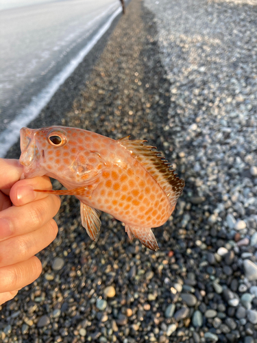 オオモンハタの釣果