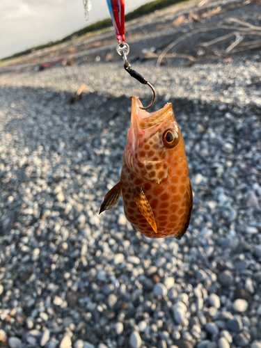 オオモンハタの釣果