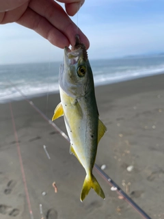 ワカシの釣果