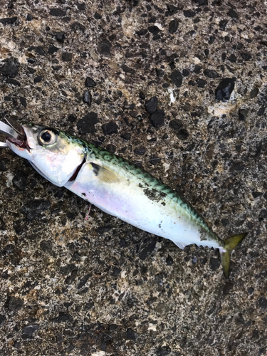 サバの釣果