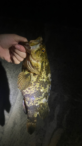 タケノコメバルの釣果