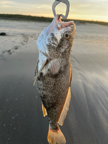 イシモチの釣果