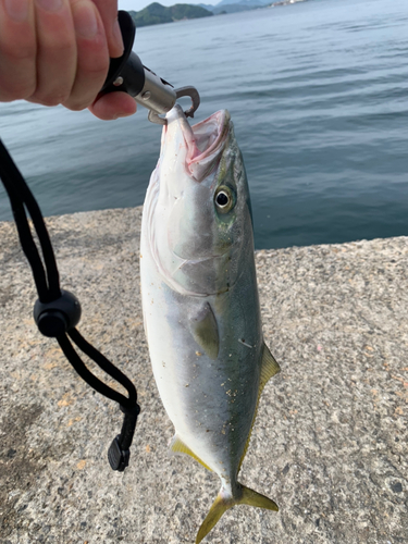 ヤズの釣果