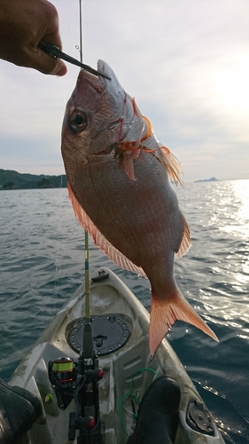 マダイの釣果