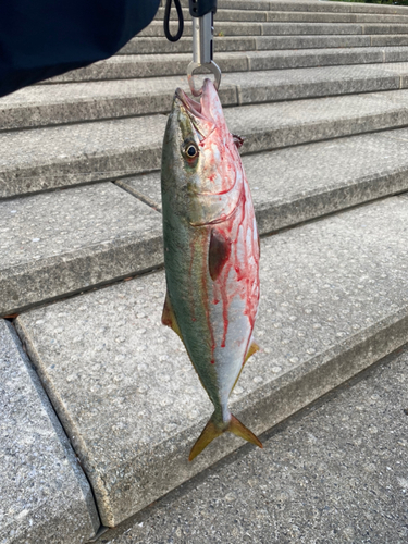 ハマチの釣果