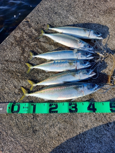 サバの釣果